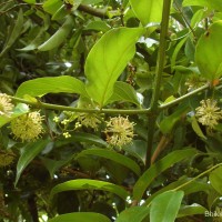 Uncaria elliptica R.Br. ex G.Don